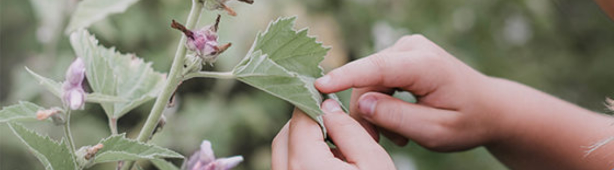 Plantes médicinales pour la rentrée scolaire