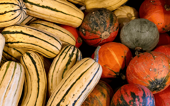 Courges_560x370-560x350