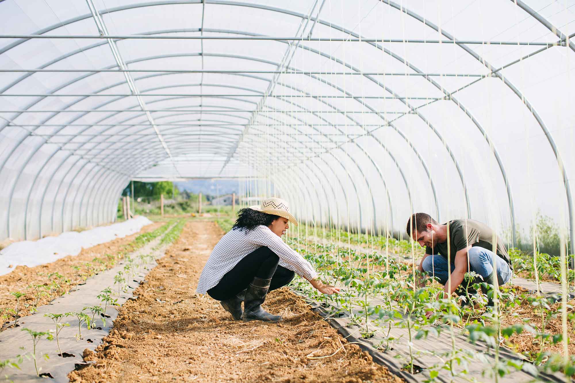 Agriculteurs accroupis dans une serre de légumes.