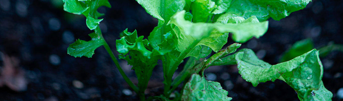 5 aliments à replanter dans son jardin