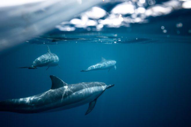 Ocean-Wise-Seafood