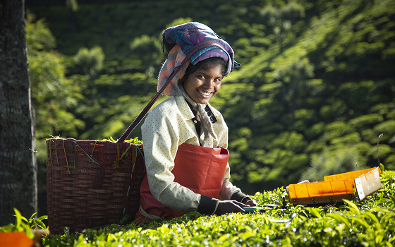 Soutien au commerce équitable