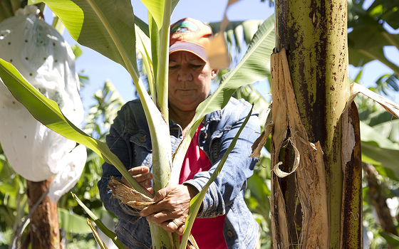 Organic Fairtrade Bananas.